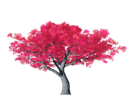 fantasy sakura tree in bloom isolated on white background 3D illustrationの写真素材