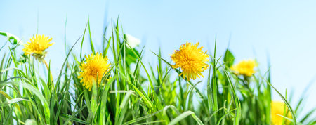 green grass and wild flowers in field,  natural landscape background in springの写真素材