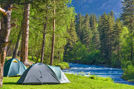 camping on campground in forest with tentsの写真素材