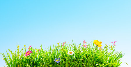 green grass and wild flowers, beautiful spring backgroundの写真素材