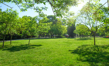 park with green with grass on lawn and trees in springの写真素材