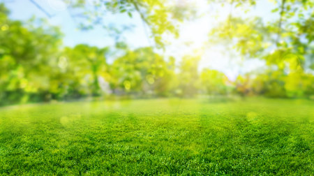 green grass blurred background with sun rays in park meadowの写真素材
