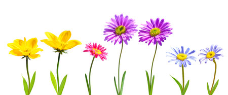 set of spring flowers isolated on white backgroundの写真素材