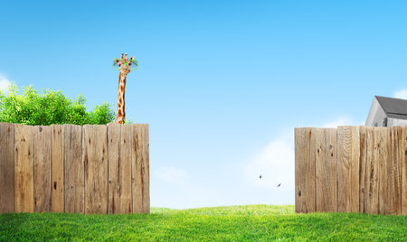 curious neighbor in garden behind backyard lawn fence and houseの写真素材