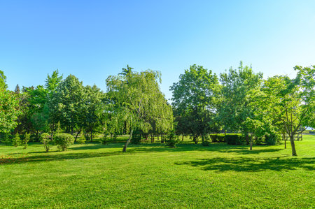 sunny landscape of green lawn and trees in summer parkの写真素材