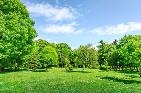 landscape of green lawn and trees in summer parkの写真素材