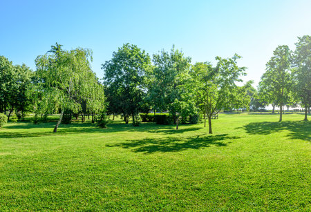 sunny landscape of green lawn and trees in summer parkの写真素材