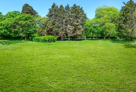 landscape of green lawn and trees in summer parkの写真素材