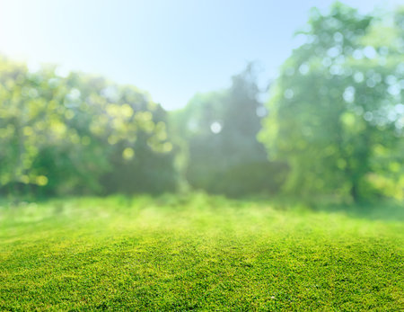 natural grass field background with blurred bokeh and sun raysの写真素材