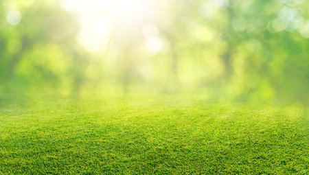 natural grass field background with blurred bokeh and trees in parkの写真素材