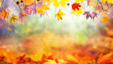 Multicolored bright autumn branches with fallen maple leaves, colorful autumn natural backgroundの写真素材