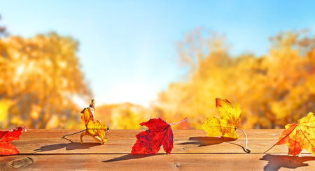 orange fall  leaves and old wooden board, autumn natural backgroundの写真素材