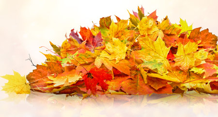 pile of orange fall  leaves, autumn natural backgroundの写真素材