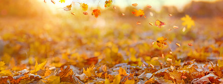 orange fall  leaves in park, sunny autumn natural backgroundの写真素材