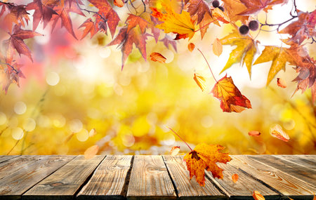 orange fall  leaves and old wooden board, autumn natural backgroundの写真素材