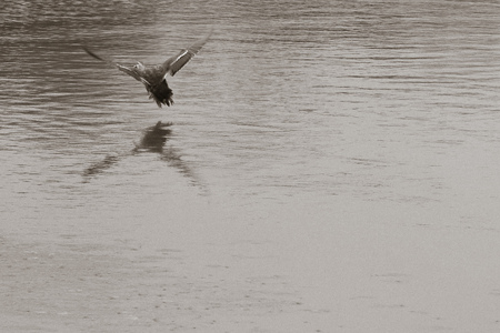 The FLying Duckの写真素材