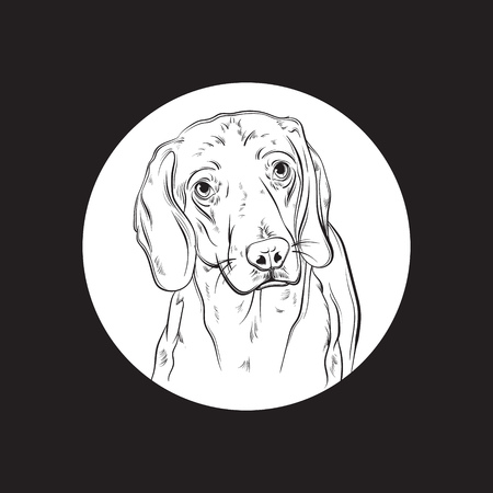 Vector hand drawn realistic illustration of beagle. Portrait of sad dog with sorry eyes. Template for card poster banner and print for t-shirt.のイラスト素材