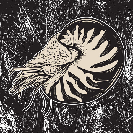 Vector hand drawn illustration of shellfish nautilus in realistic style. Trendy creative artwork in sketch style. Template for postcard banner poster print for t-shirtのイラスト素材