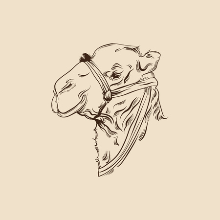 Vector illustration of camel. Hand drawn head of camel made in realistic line sketch style. Template for postcard poster banner and print for t-shirtのイラスト素材