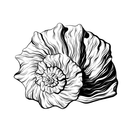 Vector hand drawn illustration of seashell isolated. Creative tattoo artwork. Template for card, poster. banner, print for t-shirt, pin, badge, patch.のイラスト素材