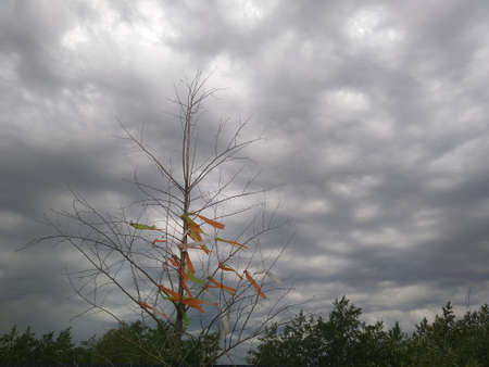 The tree of happiness in autumn without foliage on the background of a gloomy sky. High quality photoの写真素材