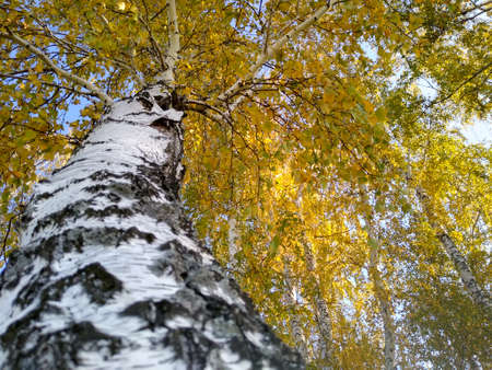 birch trunk with yellow leaves in autumn view from bottom to top. High quality photo