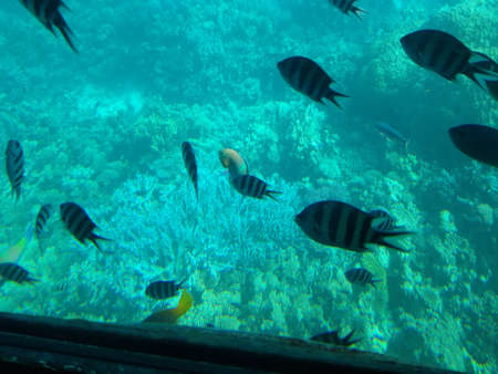The underwater world of the sea with corals and schools of fish. High quality photoの写真素材