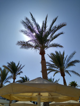Palm tree in the sunlight against the blue sky on the beach. High quality photoの写真素材