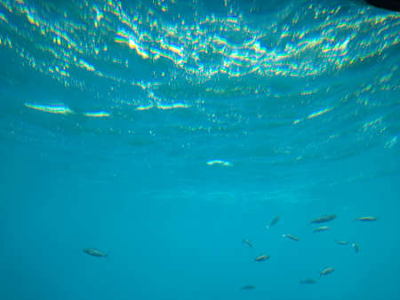 The underwater world of the sea with corals and schools of fish. high quality photo