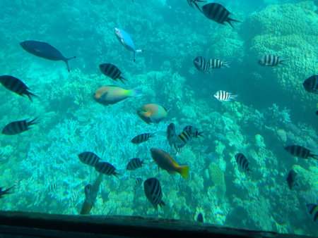 The underwater world of the sea with corals and schools of fish. High quality photo