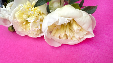 Bouquet of white peony flowers on pink background, close upの写真素材