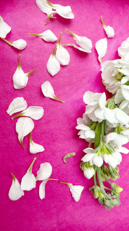 White flowers on a pink background. Top view. Flat lay.の写真素材
