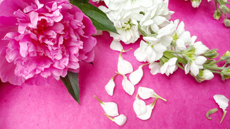 pink and white peony flowers on a pink background with copy spaceの写真素材