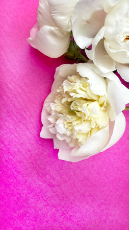 White peony flowers on pink background. Top view with copy spaceの写真素材