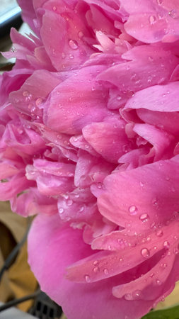 Beautiful pink peony with drops of water after the rain.の写真素材