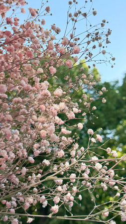 Beautiful pink gypsophila flowers in the garden, Thailand.の写真素材