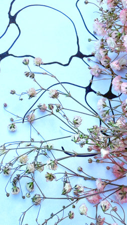 Pink and white flowers on a blue background. Floral background.の写真素材