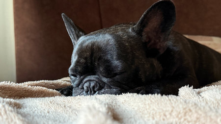 French bulldog sleeping on a soft blanket, close-upの写真素材