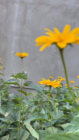 yellow daisy flower in the garden with concrete wall background, stock photoの写真素材