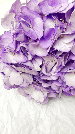 purple hydrangea flowers on white paper background close upの写真素材