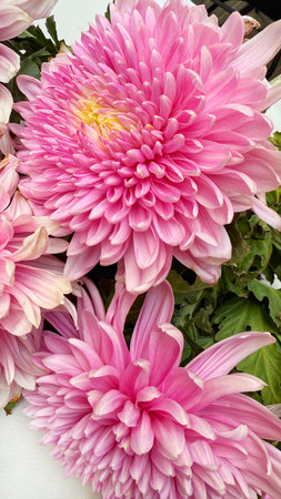 Pink chrysanthemum flowers in a vase on a white backgroundの写真素材