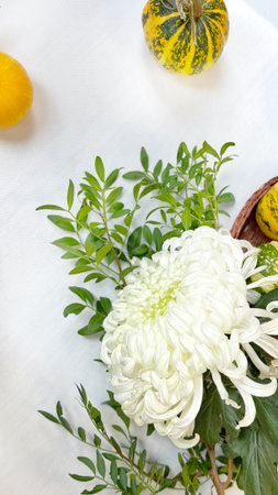 White chrysanthemum and yellow pumpkins on a white backgroundの写真素材