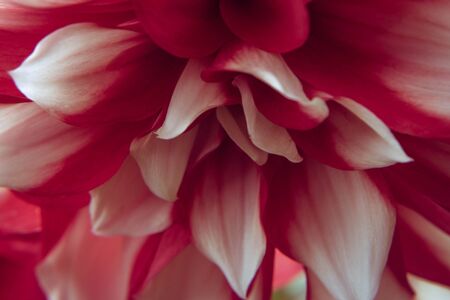 red and white flower with lots of petals close-upの写真素材