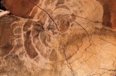 annual rings on the end face of sawn tree