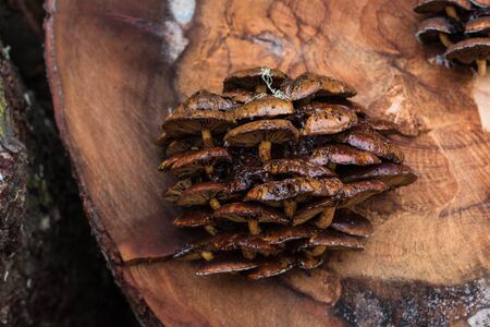 woody mushrooms cluster on sawn forest treeの写真素材