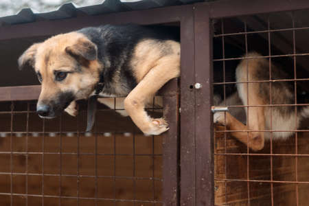 Red homeless dog in rusty metal cage looking outside