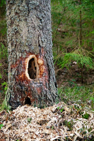 The activites of animals in nature. Tree whith hollow