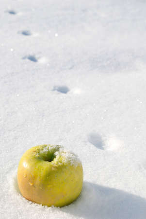 Yellow apple lying and rabbit track in winterの写真素材