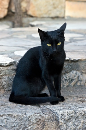 Black cat sitting at stoneの写真素材