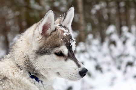 Puppy of Siberian Husky Dogの写真素材